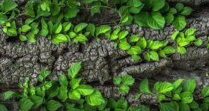 Work Lessons From Trees