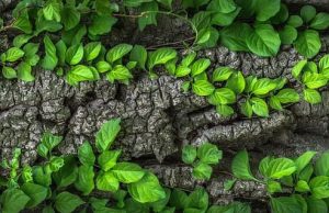 Work Lessons From Trees